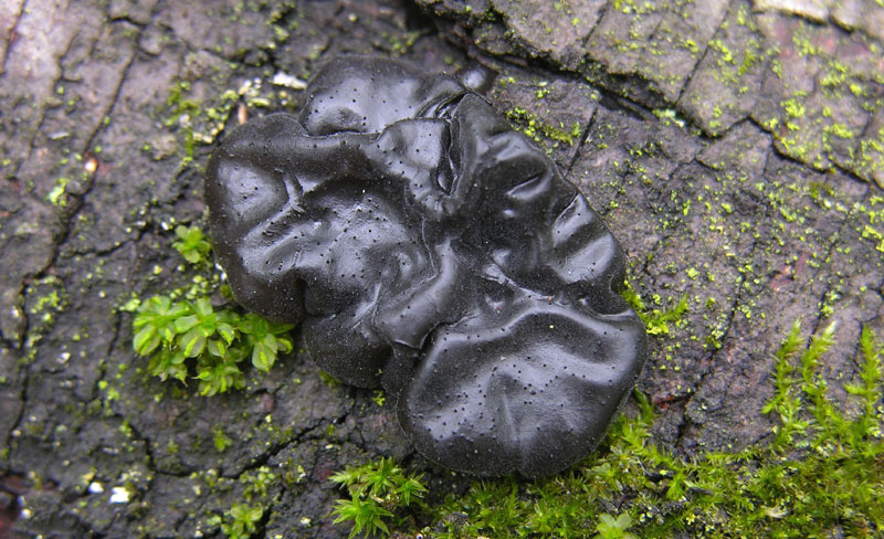 Durante la tregua.....